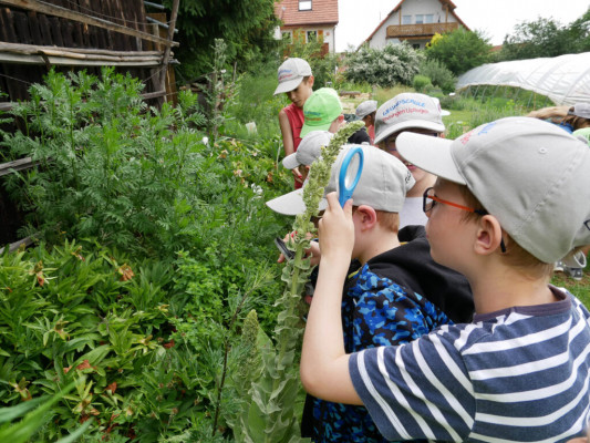 2018-Nuetzlinge-im-Garten-1030806