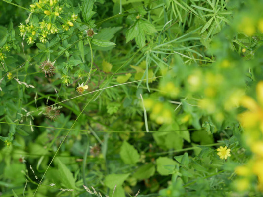 2018-Nuetzlinge-im-Garten-1030814