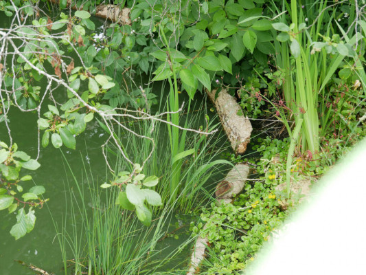 2018-Nuetzlinge-im-Garten-1030823