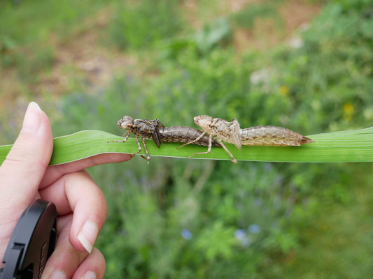 2018-Nuetzlinge-im-Garten-1030827